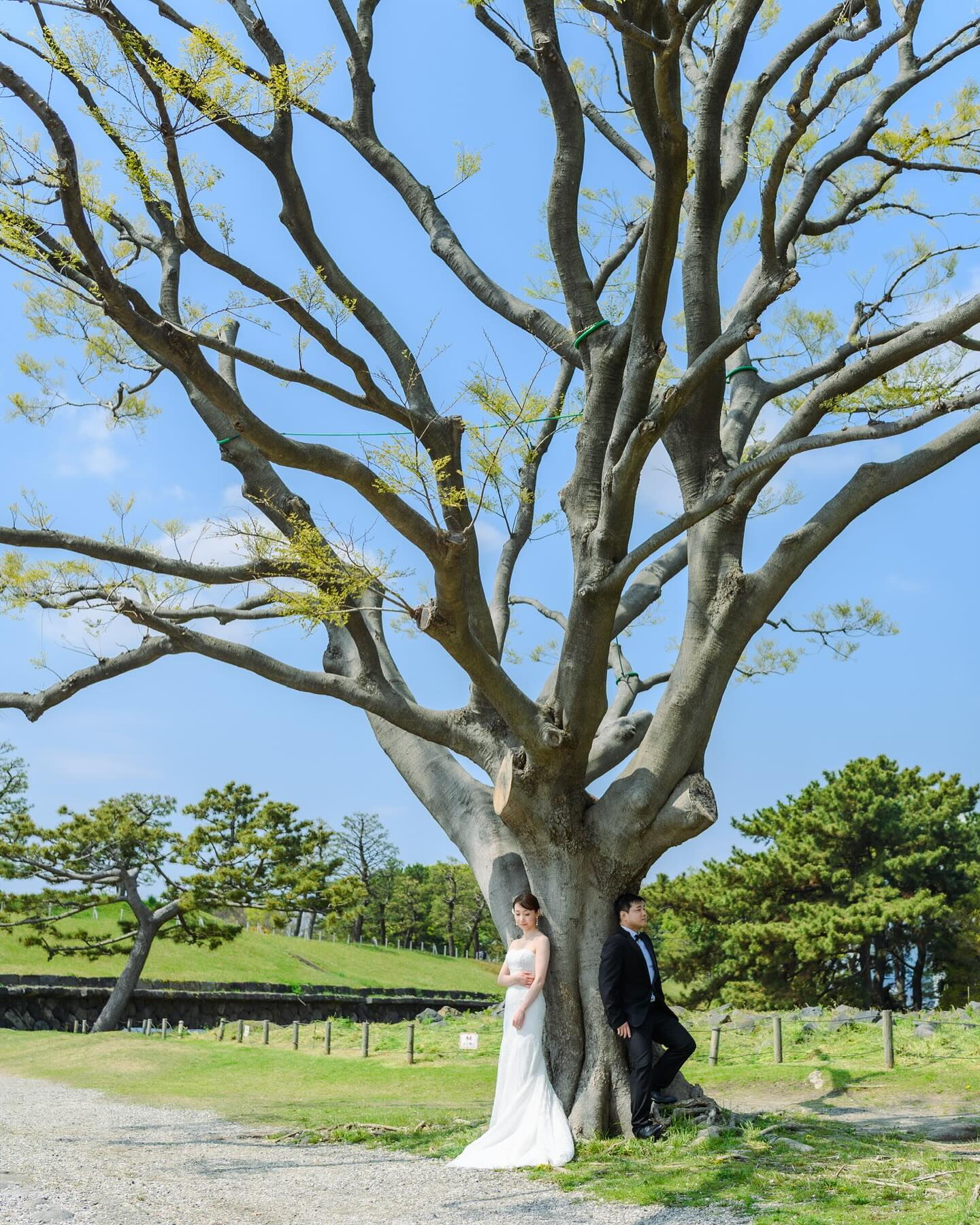 ふたり、ひとつの木のように